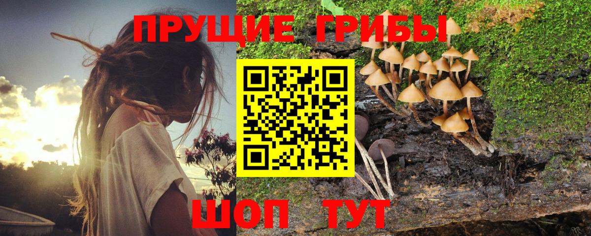 Галлюциногенные грибы Psilocybine cubensis Карталы